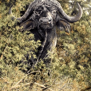 Davina Dobie Bush Buffalo.gif