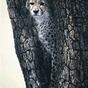 Davina Dobie Cheetah in Tree.gif