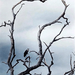 Davina Dobie Grey Heron in Branches in Grey Skies.gif