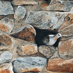Davina Dobie Rock Pigeon in Rock Nest.gif