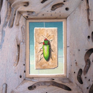 Davina Dobie beetles on wood frames.gif