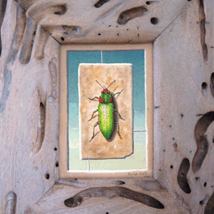 Davina Dobie beetles on wood frames.gif